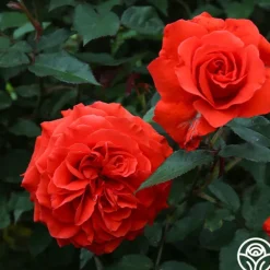 Heirloom Roses Kanegem