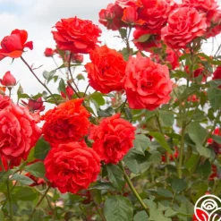 Heirloom Roses Kanegem