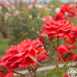 Heirloom Roses Kanegem