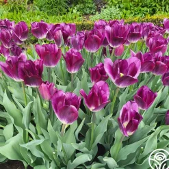 Heirloom Roses Kansas Proud Discount