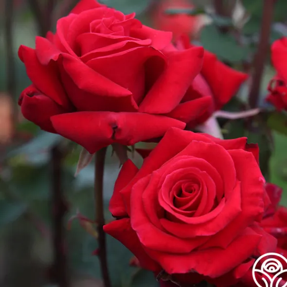 Heirloom Roses Kardinal™ Best
