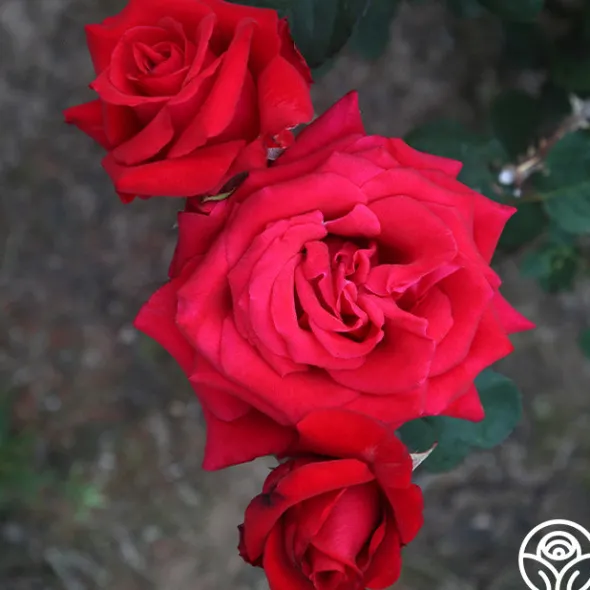 Heirloom Roses Kardinal™ Best