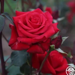 Heirloom Roses Kardinal™ Best