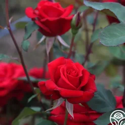 Heirloom Roses Kardinal™ Best