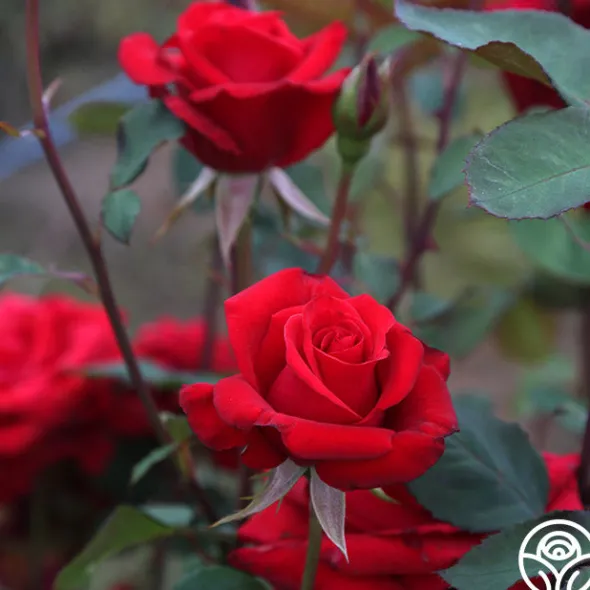 Heirloom Roses Kardinal™ Best