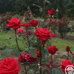Heirloom Roses Kardinal™ Best