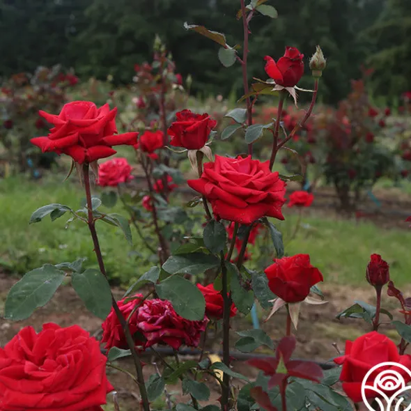 Heirloom Roses Kardinal™ Best