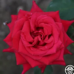 Heirloom Roses Kardinal™ Best