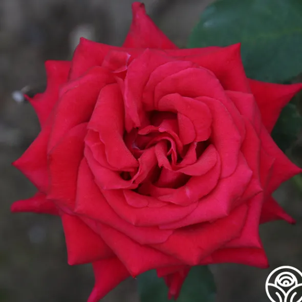 Heirloom Roses Kardinal™ Best