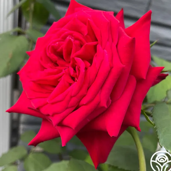Heirloom Roses Kardinal™ Best