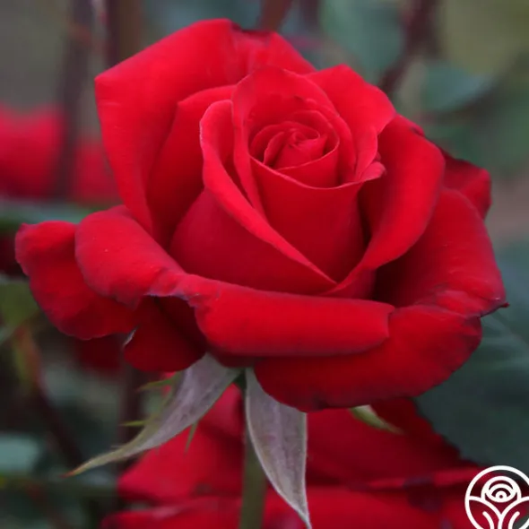 Heirloom Roses Kardinal™ Best