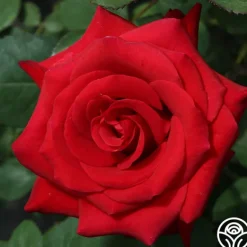 Heirloom Roses Kardinal™ Best