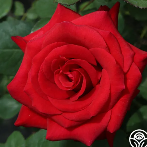Heirloom Roses Kardinal™ Best