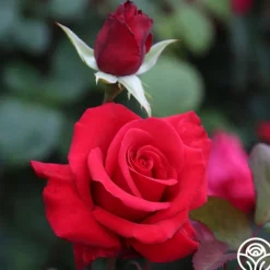 Heirloom Roses Kardinal™ Best