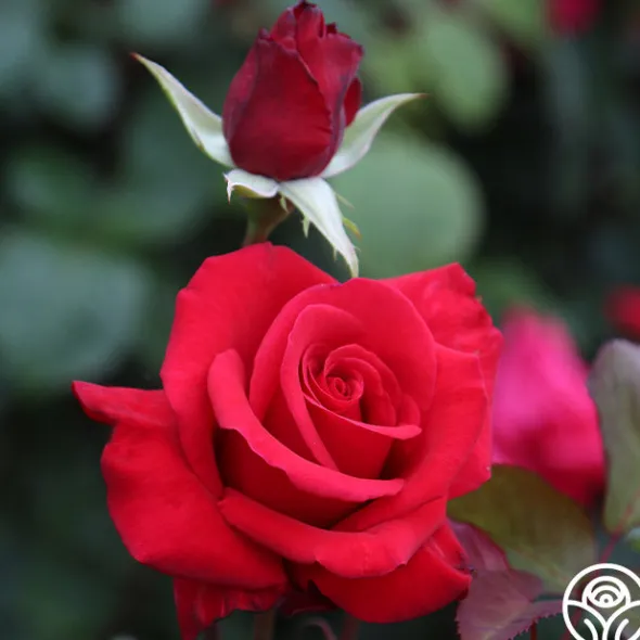 Heirloom Roses Kardinal™ Best
