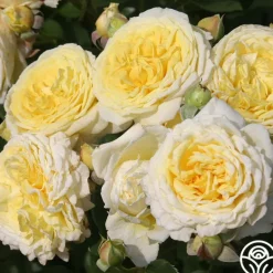 Heirloom Roses Karl Ploberger Rose