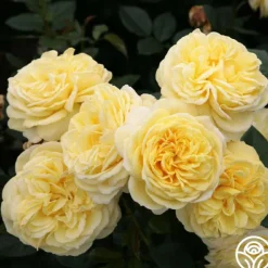 Heirloom Roses Karl Ploberger Rose