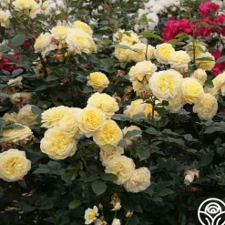 Heirloom Roses Karl Ploberger Rose
