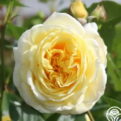 Heirloom Roses Karl Ploberger Rose