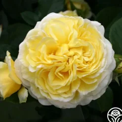 Heirloom Roses Karl Ploberger Rose
