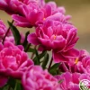 Heirloom Roses Karl Rosenfield Discount