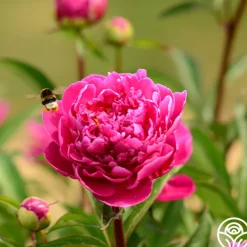 Heirloom Roses Karl Rosenfield Discount