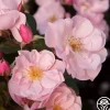 Heirloom Roses Kateryna™