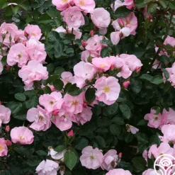 Heirloom Roses Kateryna™