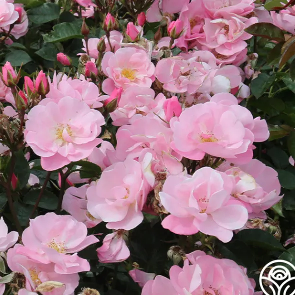 Heirloom Roses Kateryna™