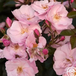 Heirloom Roses Kateryna™