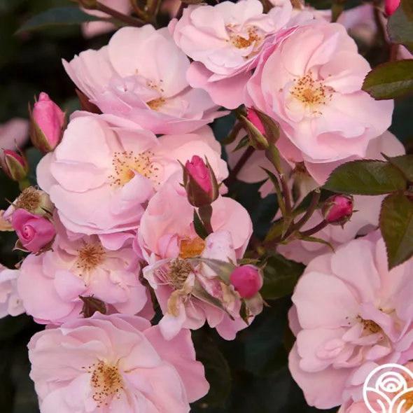 Heirloom Roses Kateryna™