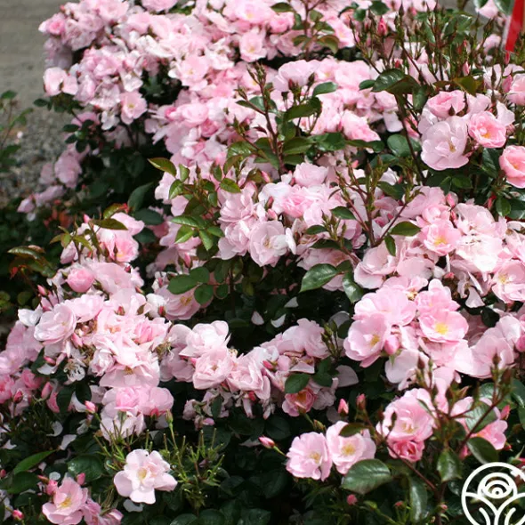 Heirloom Roses Kateryna™