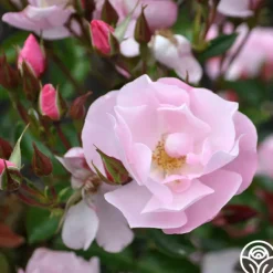 Heirloom Roses Kateryna™