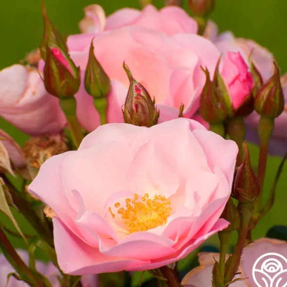 Heirloom Roses Kateryna™