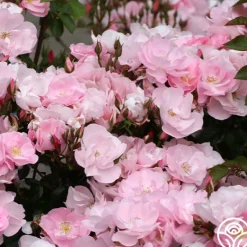 Heirloom Roses Kateryna™