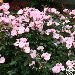 Heirloom Roses Kateryna™