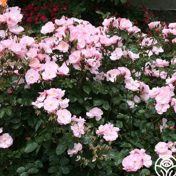 Heirloom Roses Kateryna™