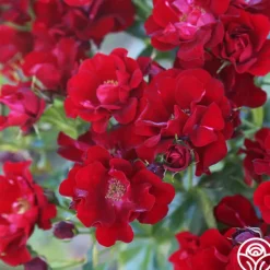 Heirloom Roses Keep In Touch Hot