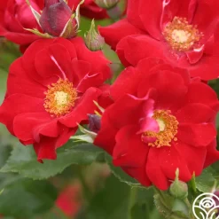 Heirloom Roses Keep In Touch Hot