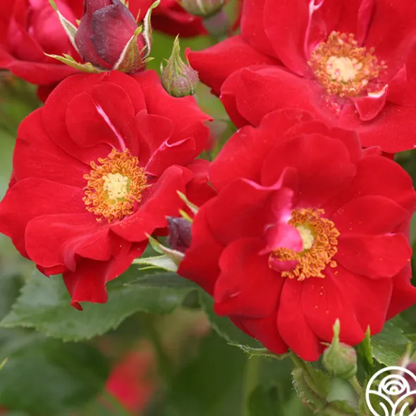 Heirloom Roses Keep In Touch Hot