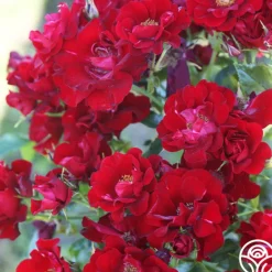 Heirloom Roses Keep In Touch Hot