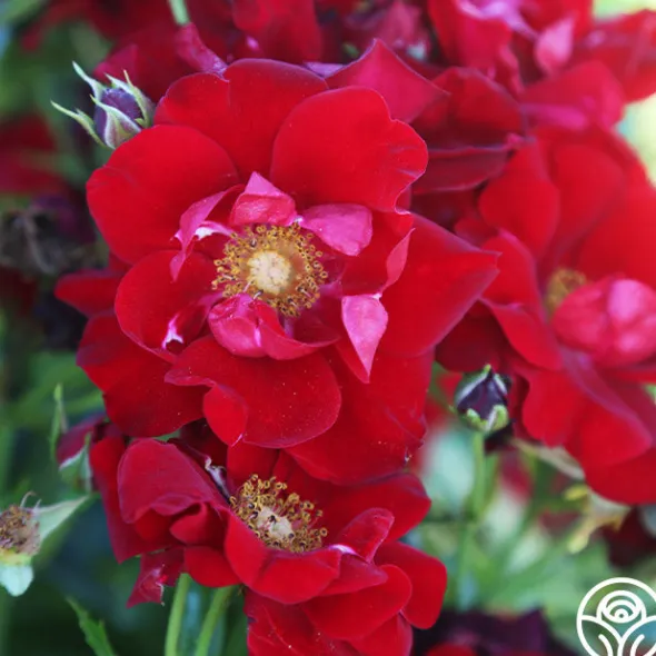 Heirloom Roses Keep In Touch Hot