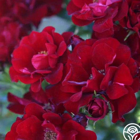 Heirloom Roses Keep In Touch Hot