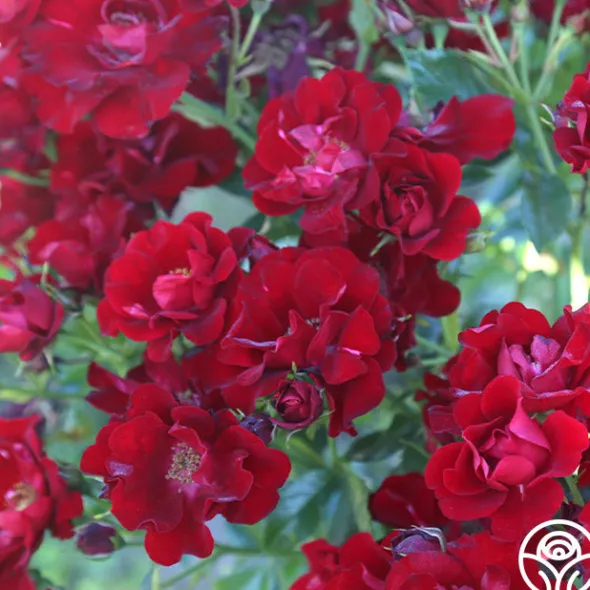 Heirloom Roses Keep In Touch Hot
