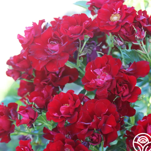 Heirloom Roses Keep In Touch Hot