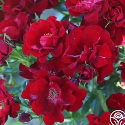 Heirloom Roses Keep In Touch Hot