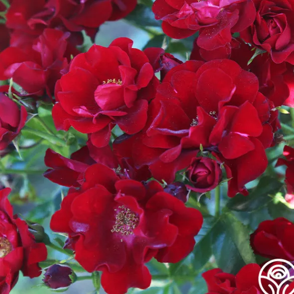 Heirloom Roses Keep In Touch Hot