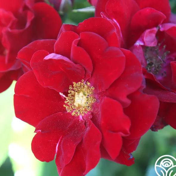 Heirloom Roses Keep In Touch Hot