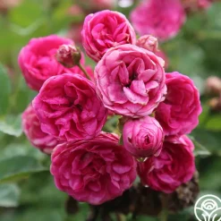 Heirloom Roses Kendyl Marie