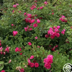 Heirloom Roses Kendyl Marie